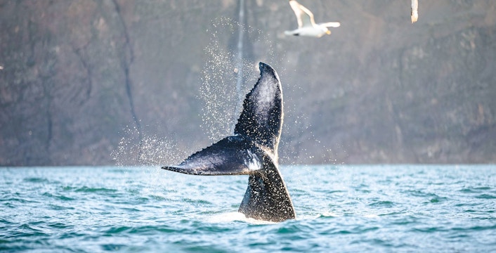 Silent Whale Watching from Husavik