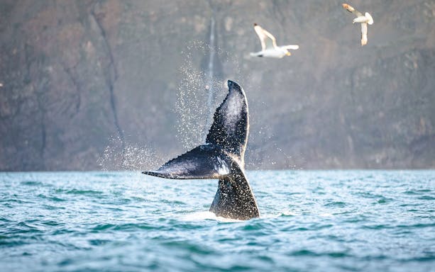 Whale tail splashing in the water near Husavik, Iceland, with seagulls flying above.