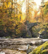 Der Hermitage-Wald