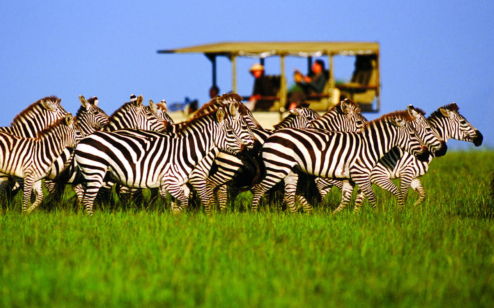 5-Day Tarangire, Serengeti & Ngorongoro Crater Safari from Arusha