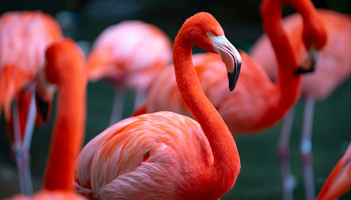 Tropical Rainforest Section in Langkawi Underwater World