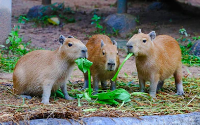 Chiang Mai Zoo & Aquarium Tickets