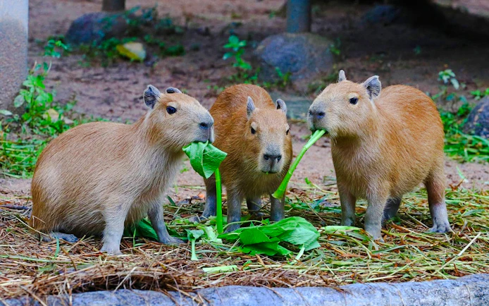 Chiang Mai Zoo & Aquarium Tickets