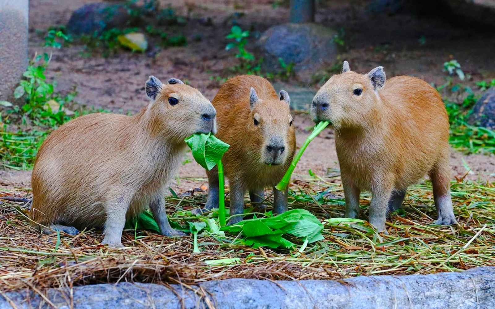 Chiang Mai Zoo
