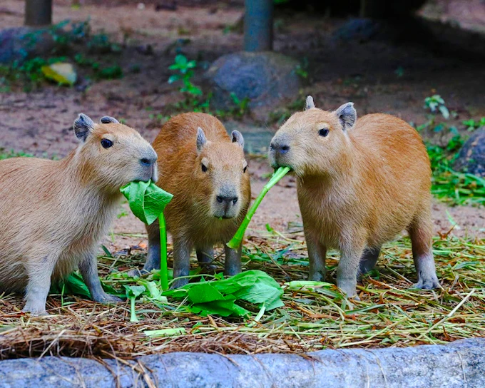 Chiang Mai Zoo & Aquarium Tickets