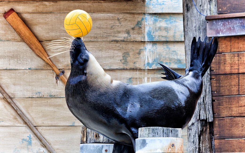 Seal balancing a ball on its nose at Taronga Zoo, Sydney.