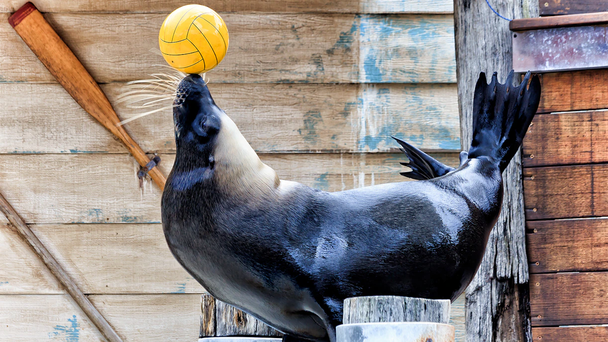Taronga Zoo Tickets