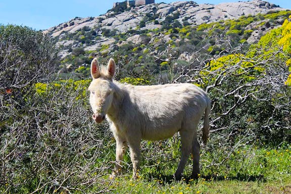 sailboat excursion to asinara national park from stintino-9