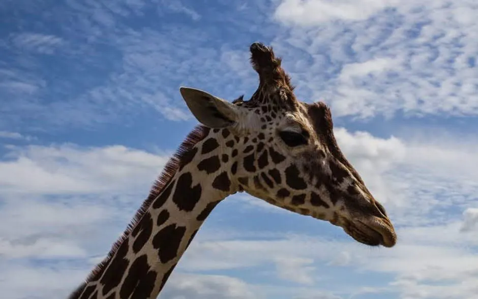 Chobe River Boat Safari with Wildlife Viewing, Lunch, and Transfers Image 3