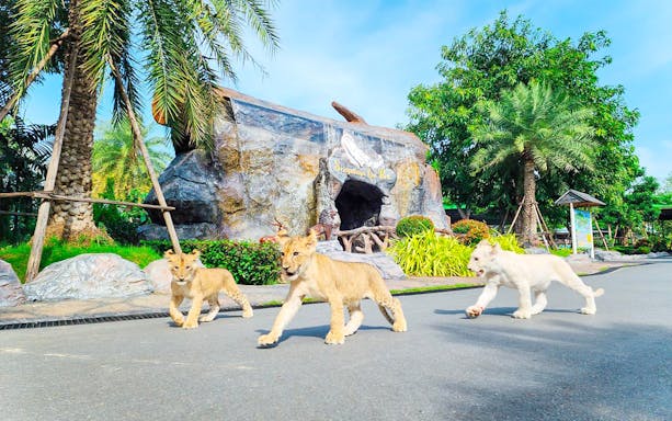 Lion cubs walking on the path at Sri Ayutthaya Lion Park, surrounded by greenery and rock formations.