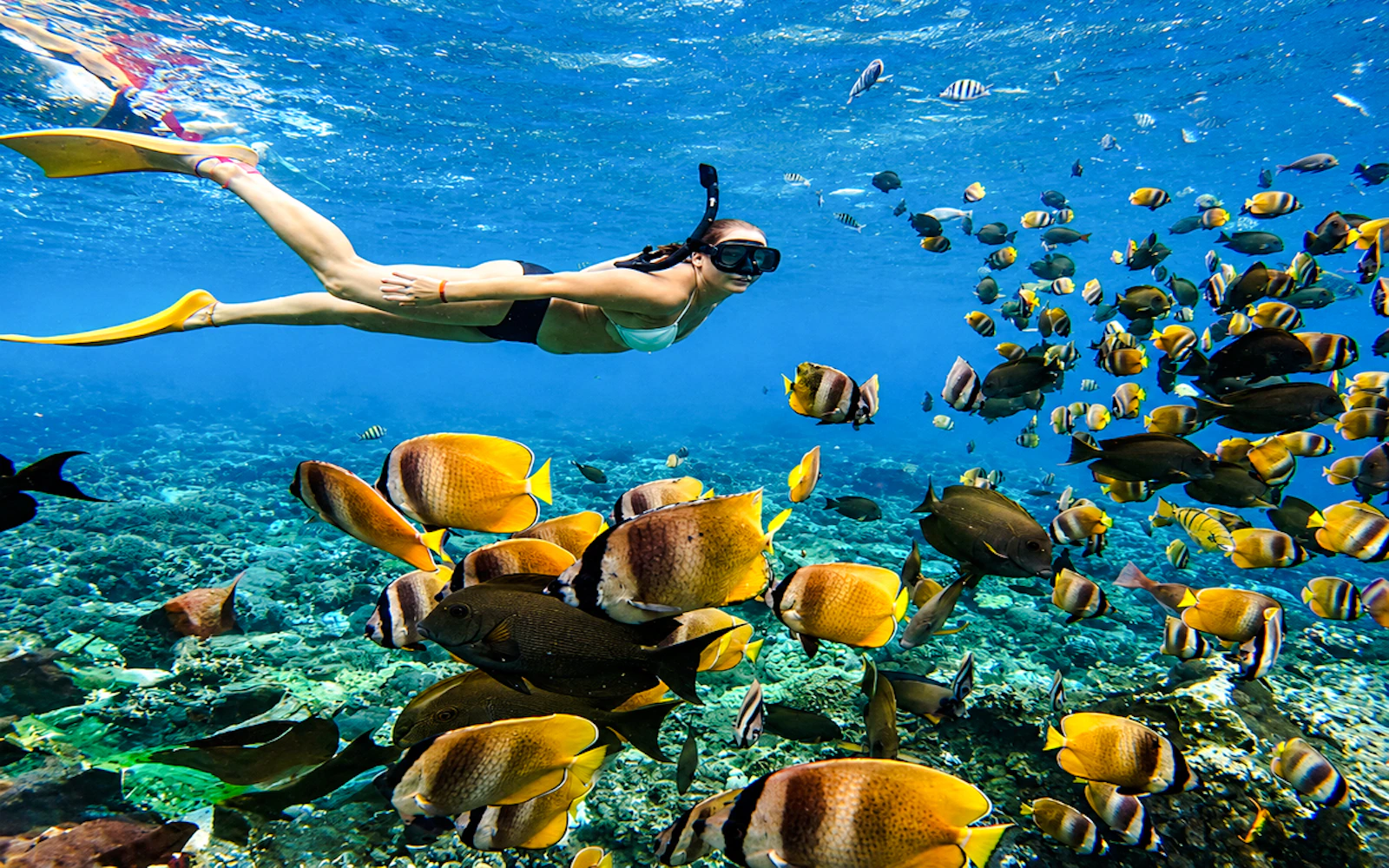 Bali Private Snorkeling Tour at Sanur Beach (Product 53138)