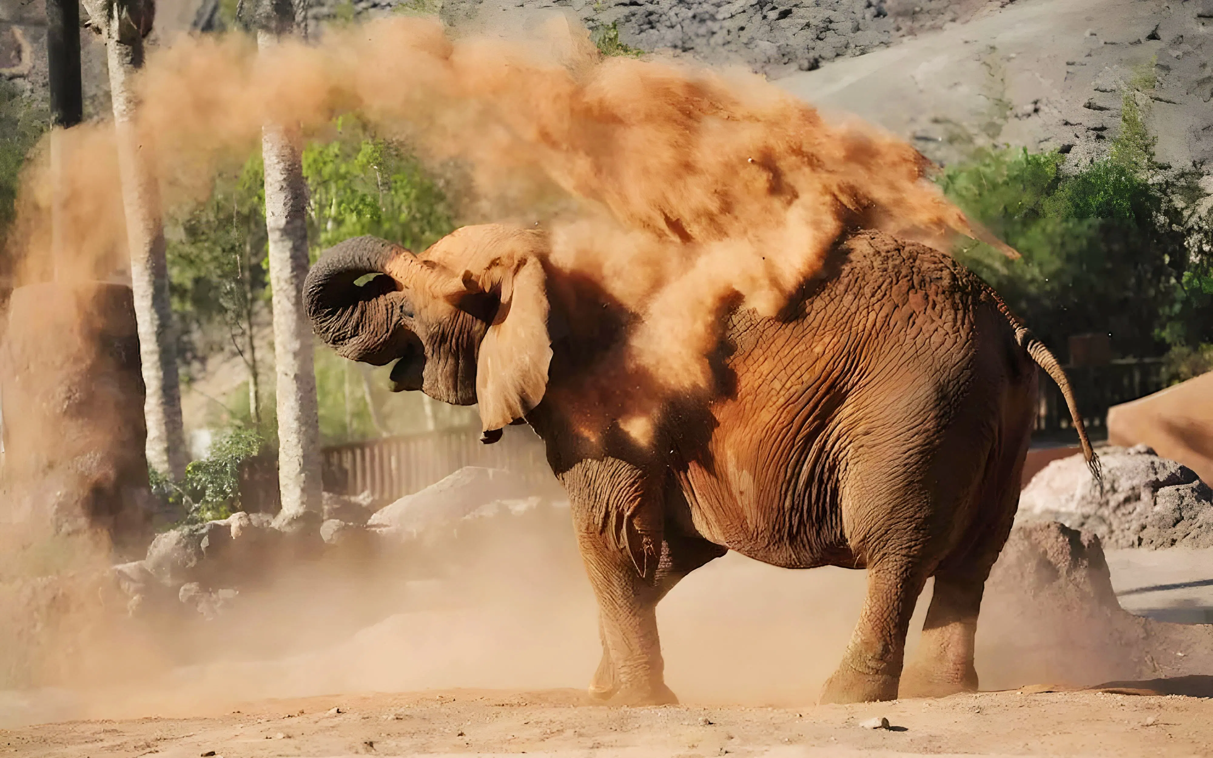 Elephant throwing dust at Oasis Wildlife, Fuerteventura.