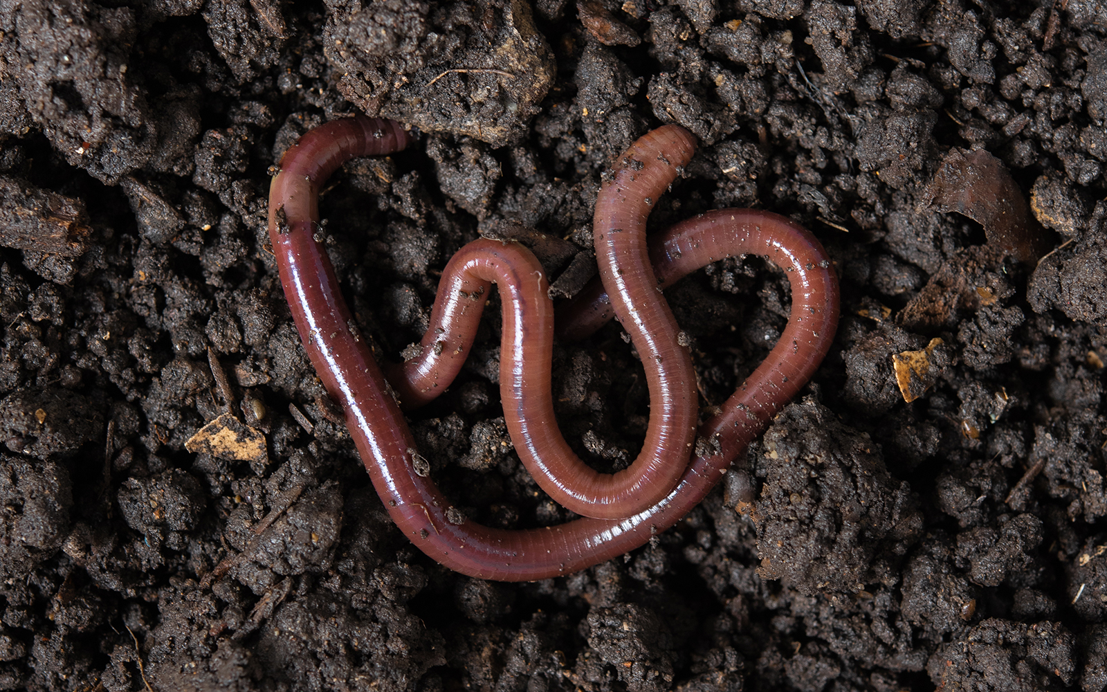 Earthworms (Dendrobena Veneta) in black soil
