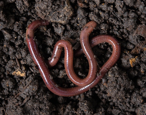Earthworms (Dendrobena Veneta) in black soil