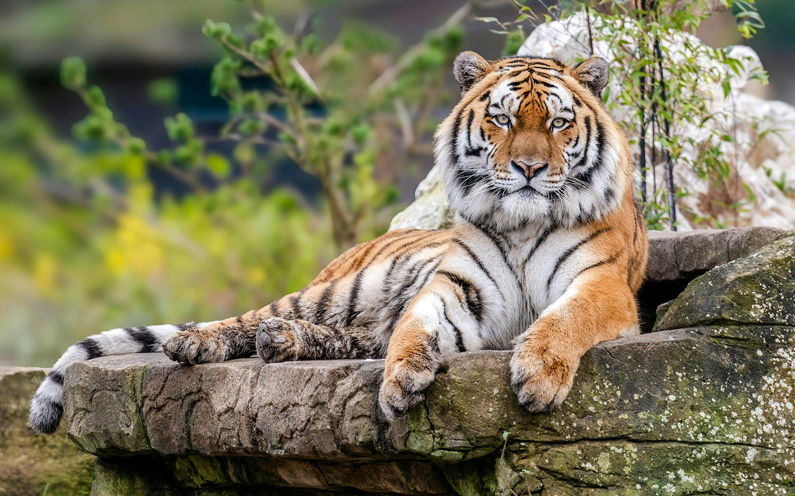 Tiger resting on a rock at Blackpool Zoo.