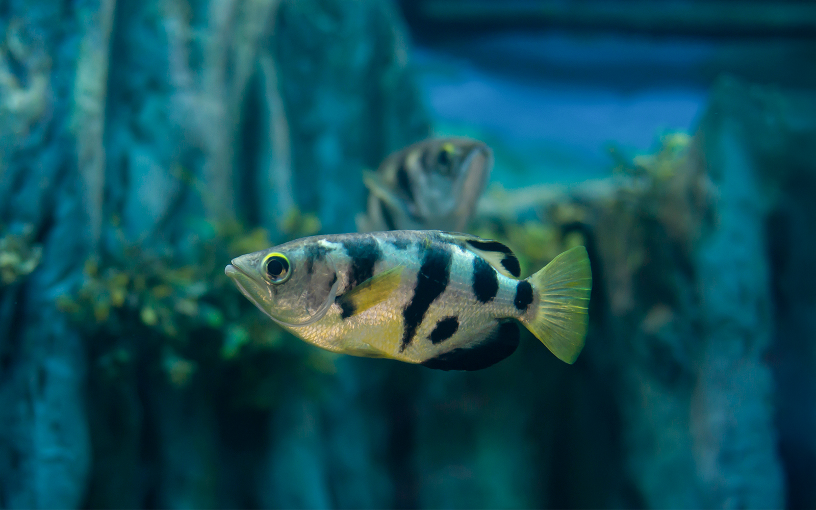 Banded Archer fish swimming in a freshwater exhibit at an aquarium.