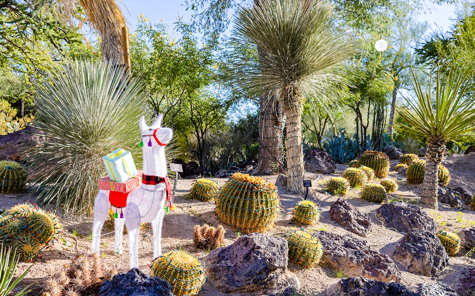 Cactus garden with Christmas decorations at Ethel M Chocolate Factory, featuring a festive llama figure.