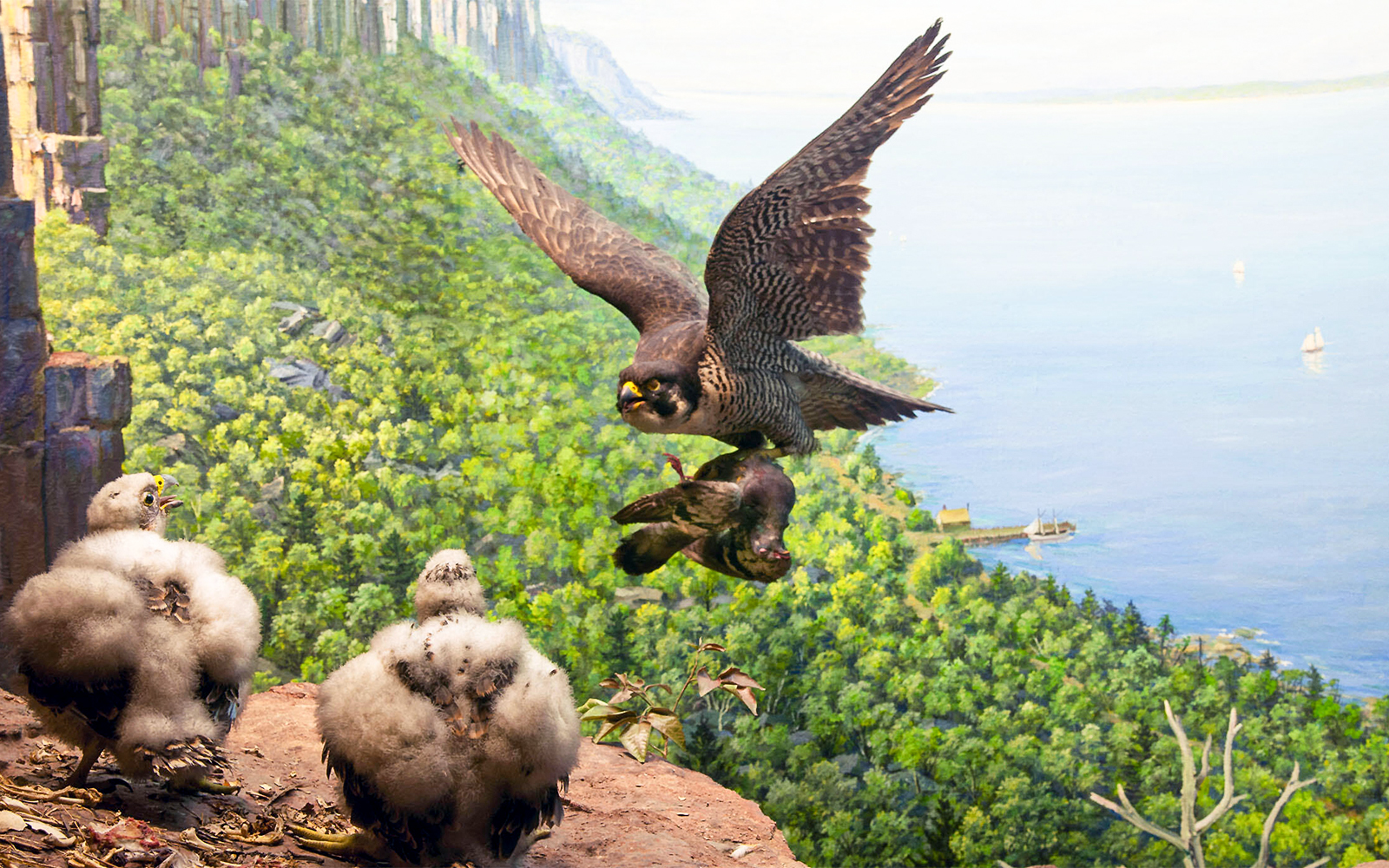 Peregrine Falcon exhibit at The Hall of North American Birds, American Museum of Natural History.