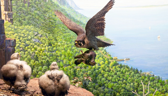 Peregrine Falcon exhibit at The Hall of North American Birds, American Museum of Natural History.