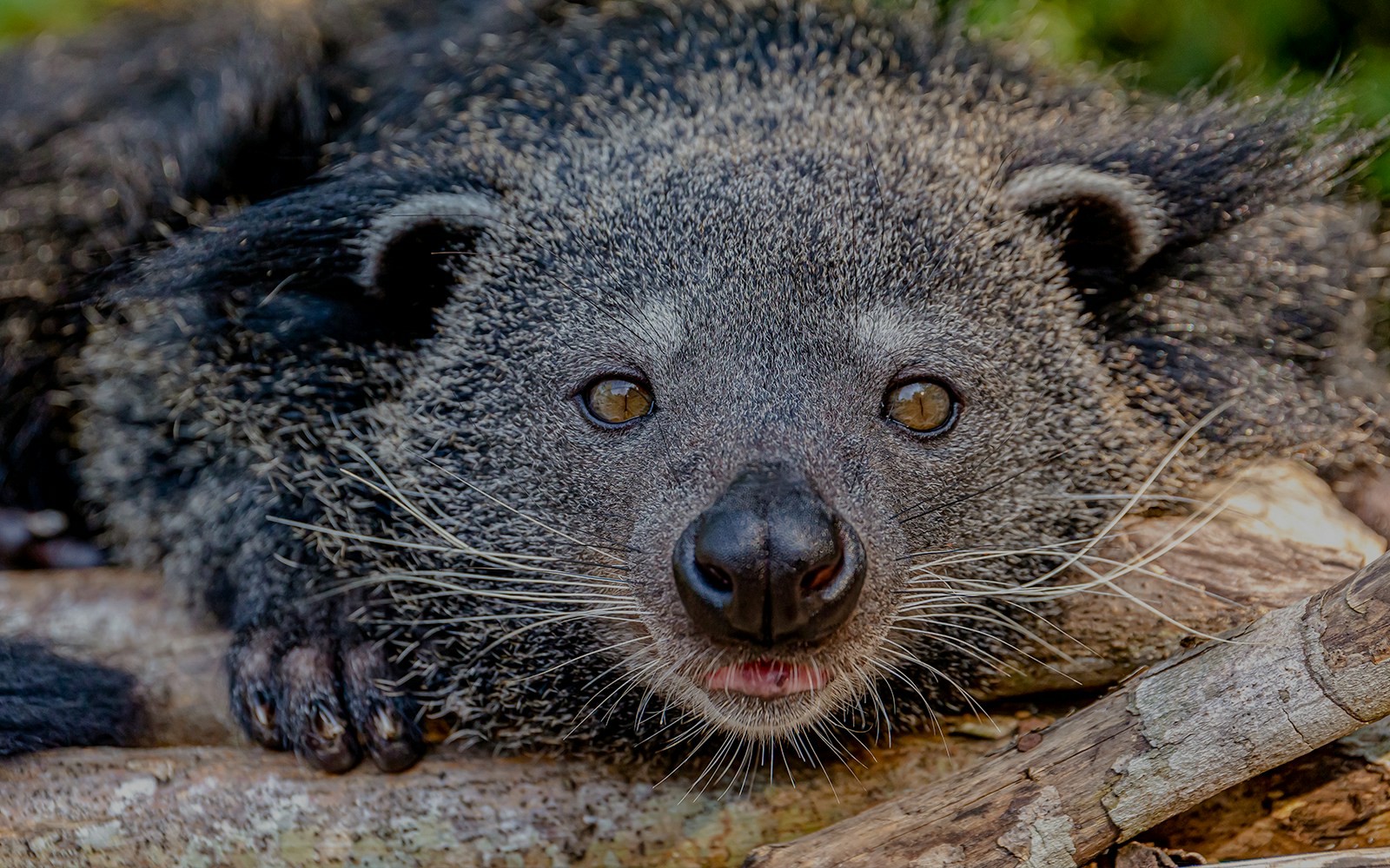 Binturong resting on a log at Zoo Aquarium Madrid.