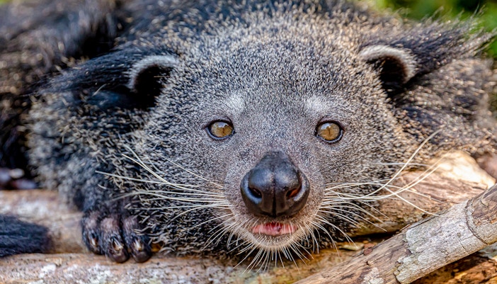 Binturong resting on a branch at Zoo Aquarium Madrid.