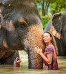Sanctuaire de la jungle des éléphants