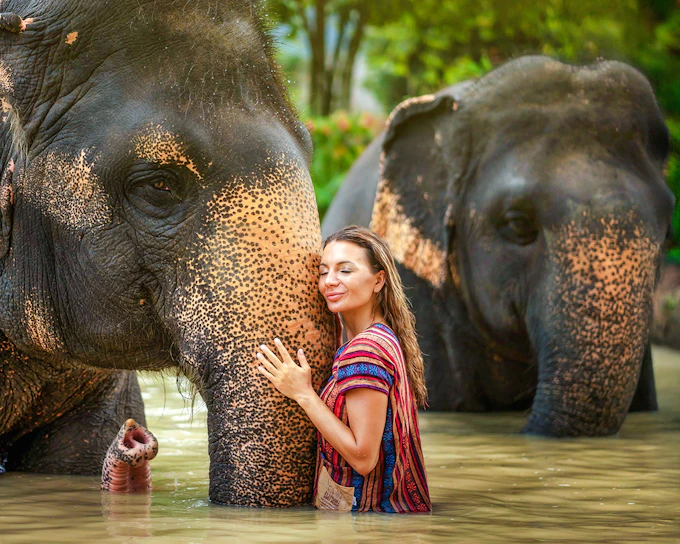 Phuket Elephant Jungle Sanctuary: Feed, Shower & Mud Spa Guided Tours with Optional Transfers