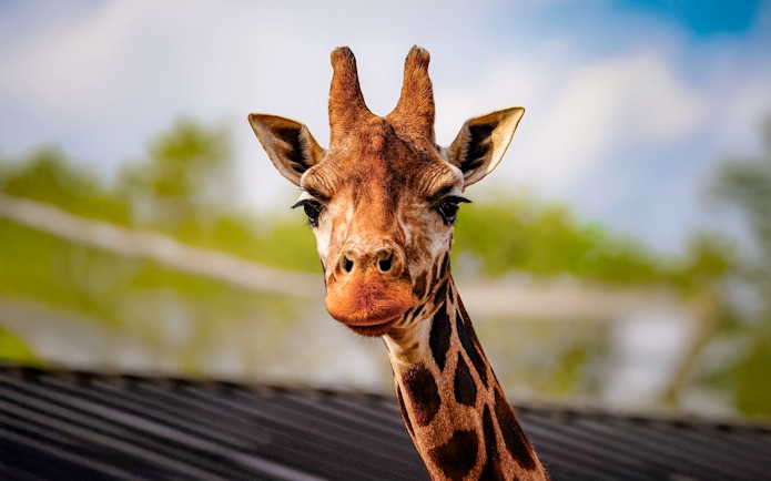 Giraffe at London Zoo, part of Combo: London Zoo + London Eye Tickets.