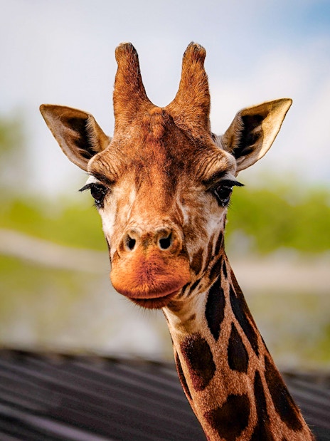 Giraffe at London Zoo, part of Combo: London Zoo + London Eye Tickets.