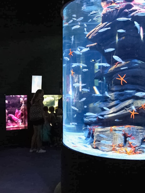 Visitors viewing marine life in a large tank at Aquarium de Paris.