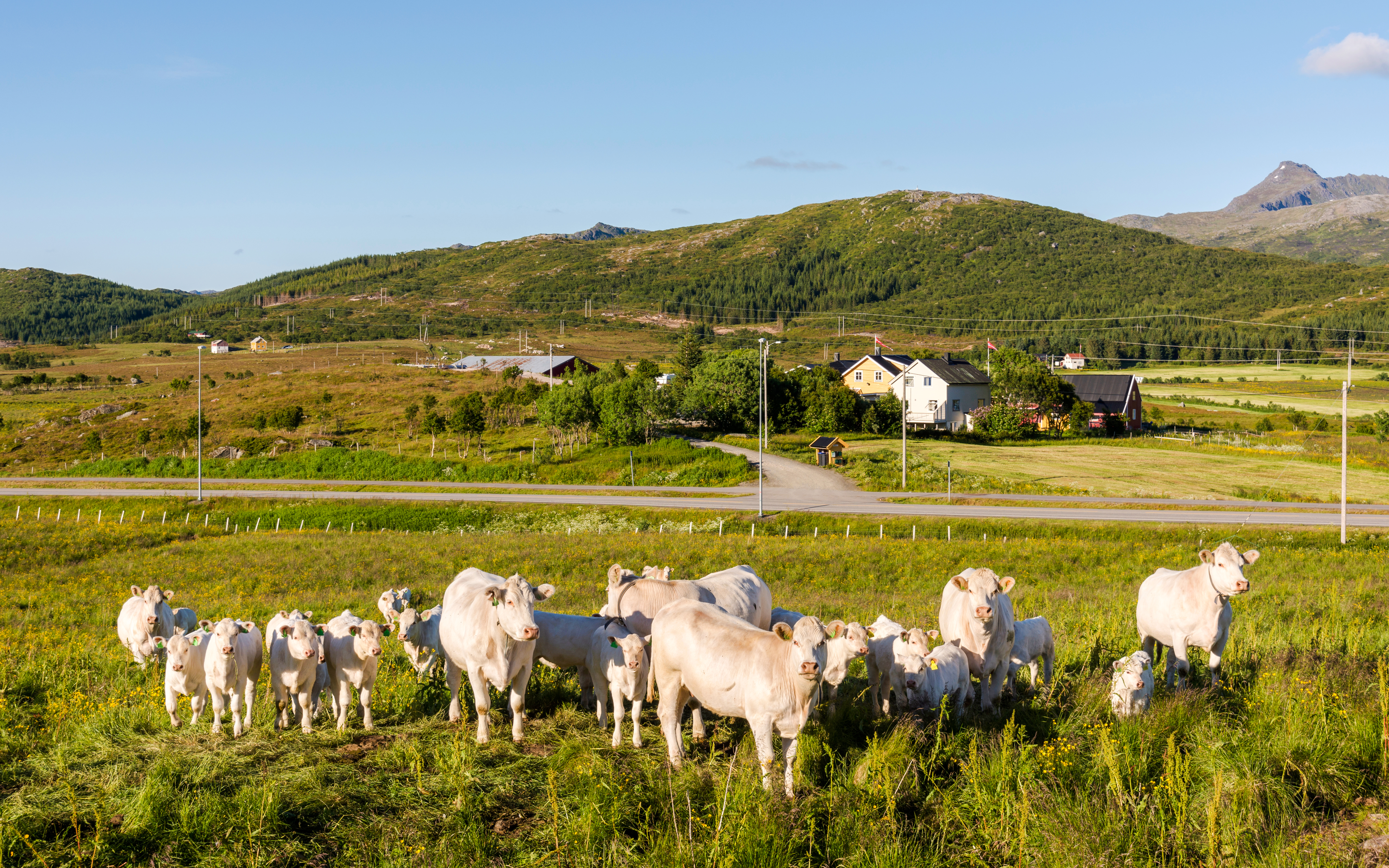 Cows grazing in the green countryside of Haugesund, Norway, with hills and houses in the background.