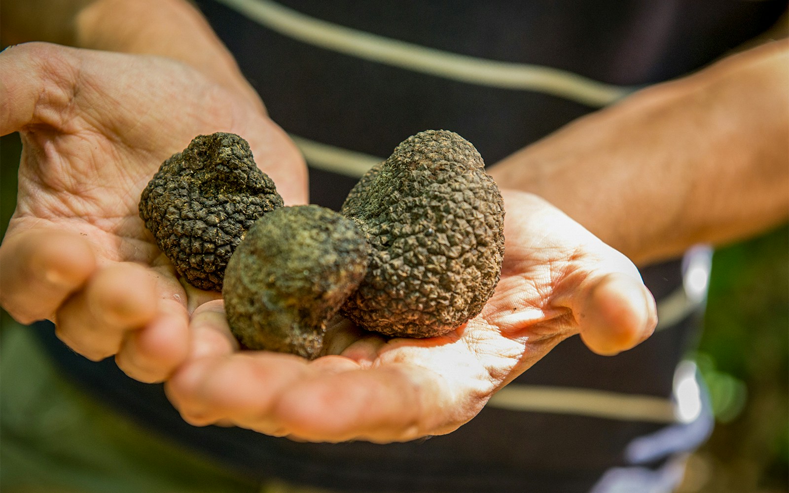 Go truffle hunting 