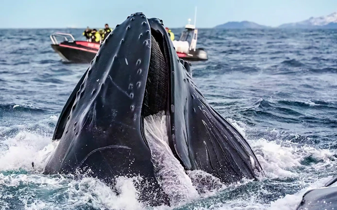 Whale breaching near rib speedboat during whale watching cruise in Tromso.