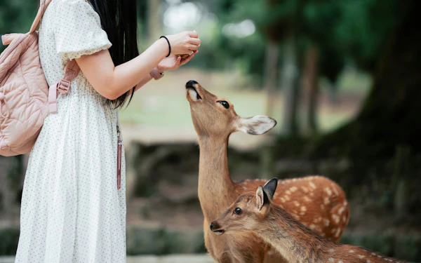 Nara UNESCO World Heritage Sites Private Walking Tour with Expert Local Guide