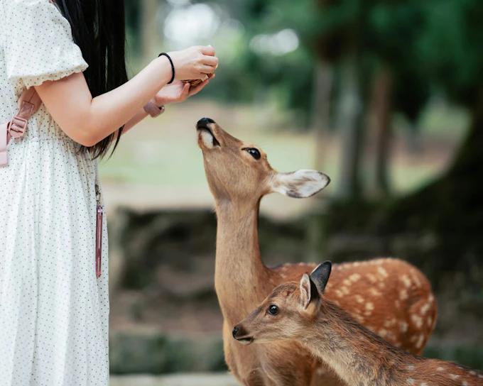 Nara UNESCO World Heritage Sites Private Walking Tour with Expert Local Guide