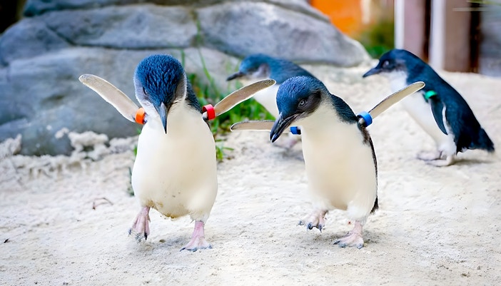Penguins at Ballarat Wildlife Park