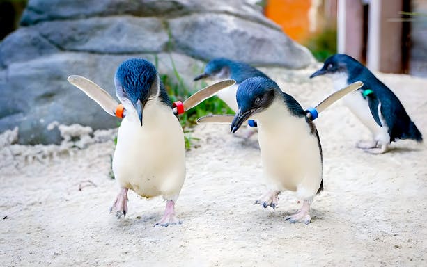 Penguins walking at Ballarat Wildlife Park, Australia.