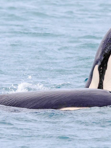 Orca whales surfacing during a whale watching tour.