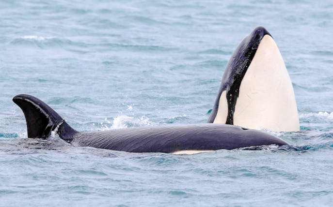 Orca whales surfacing during a whale watching tour.