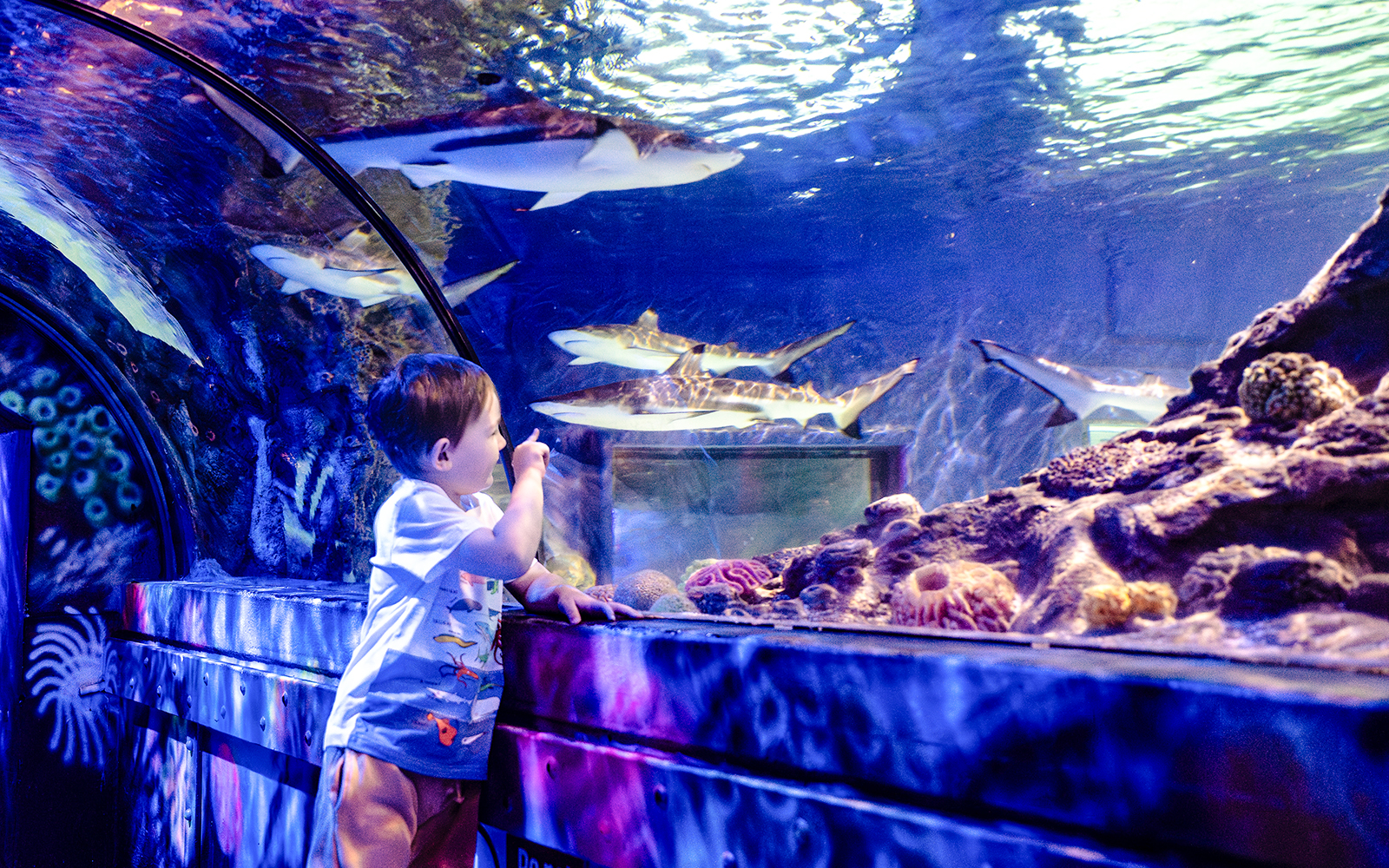 Child observing sharks in the tunnel at SEA Life Brighton.