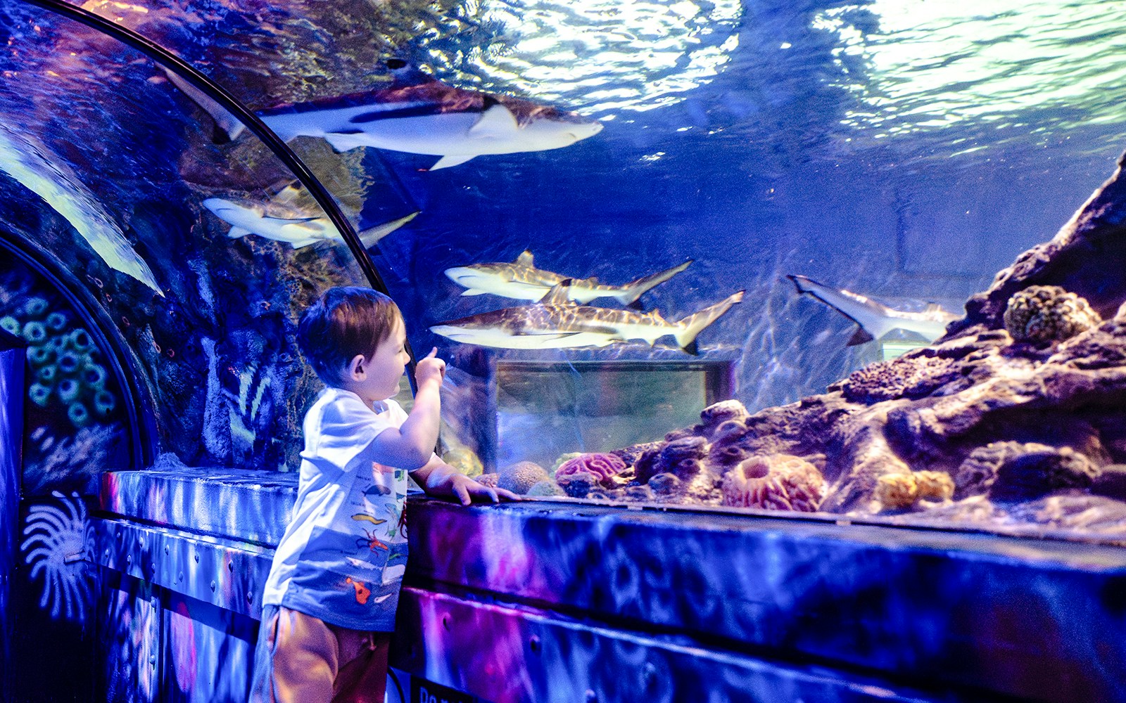Child observing sharks in the tunnel at SEA Life Brighton.