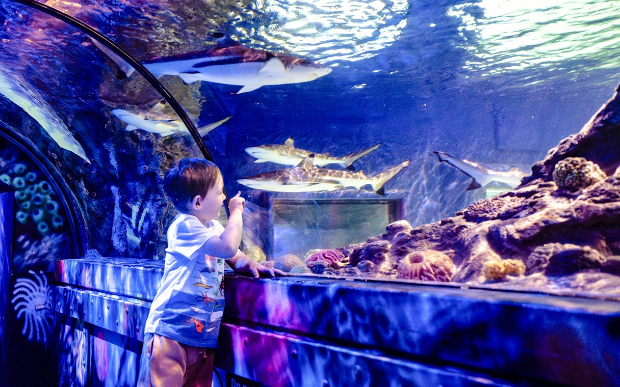 Child observing sharks in the tunnel at SEA Life Brighton.