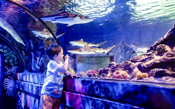 Child observing sharks in the tunnel at SEA Life Brighton.