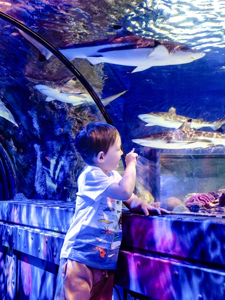Child observing sharks in the tunnel at SEA Life Brighton.