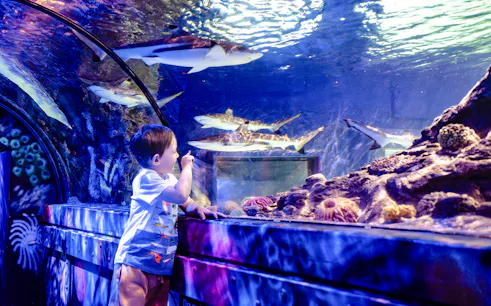 Child observing sharks in the tunnel at SEA Life Brighton.