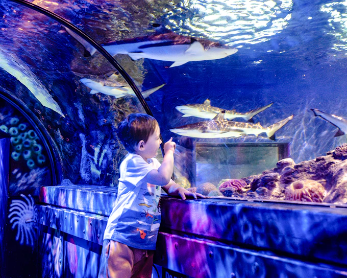SEA LIFE Brighton: The SEA LIFE package