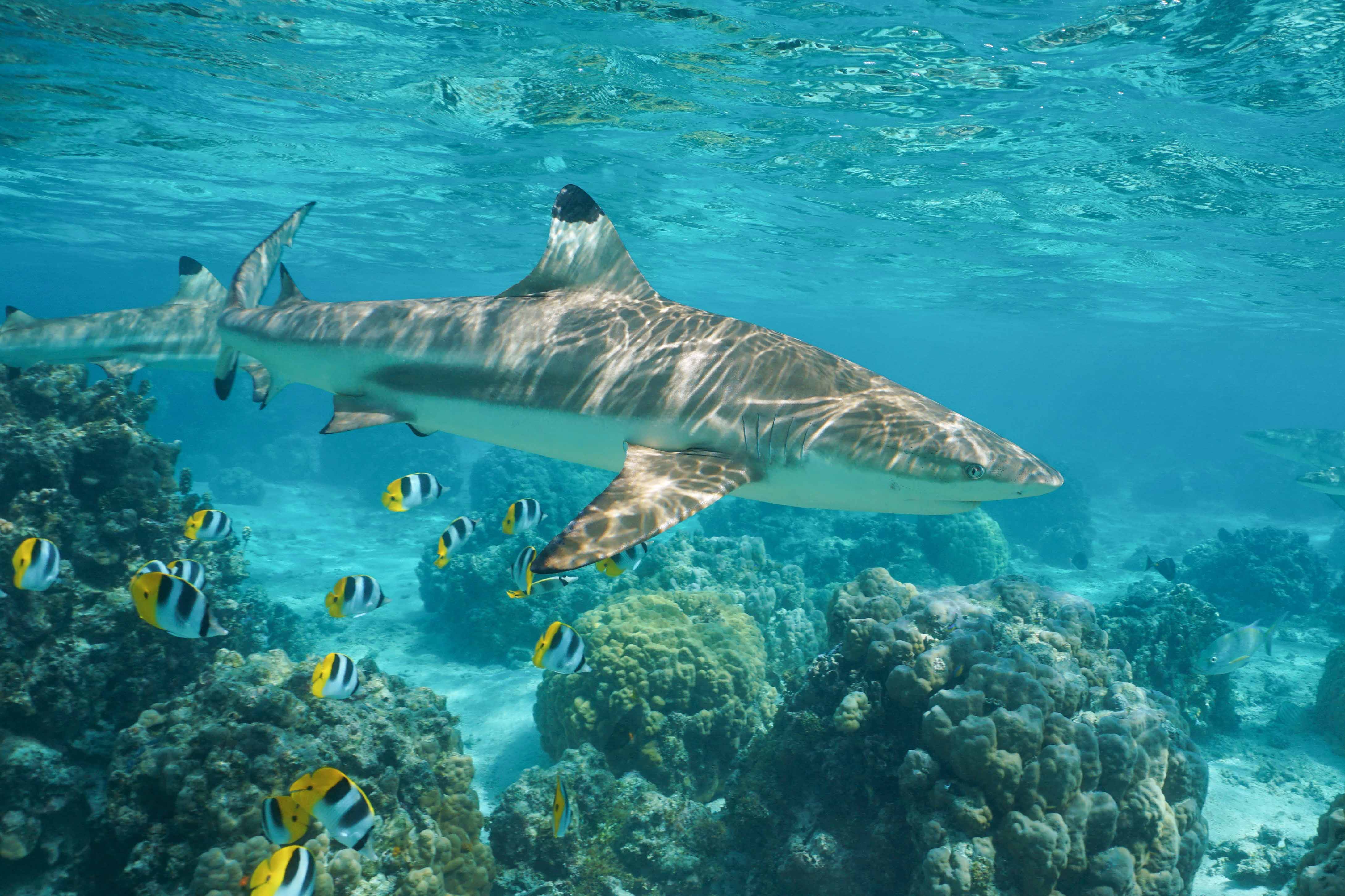 Acuario del Pacífico