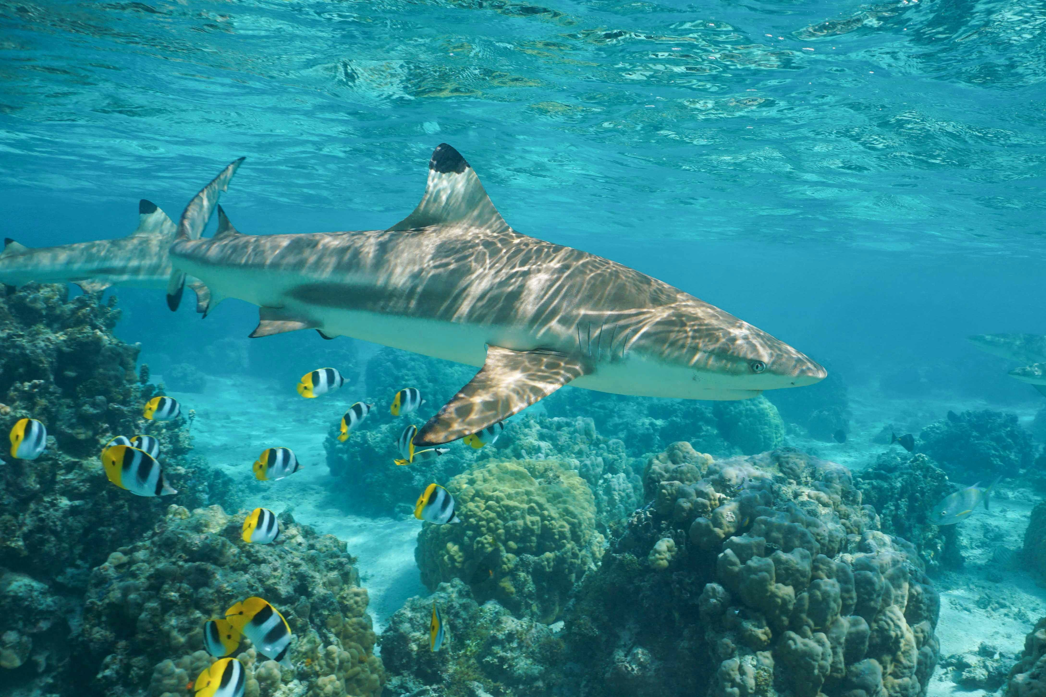 The shark lagoon at gardaland sealife aquarium