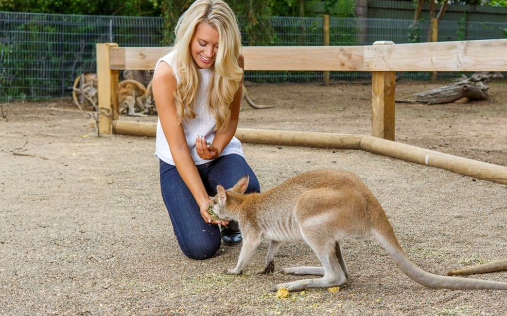 Person feeding a kangaroo at a wildlife park on Blue Mountains day tour.