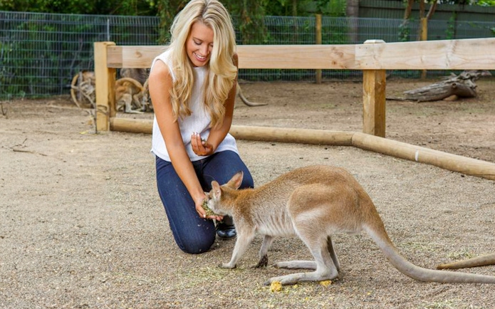 Person feeding a kangaroo at a wildlife park on Blue Mountains day tour.
